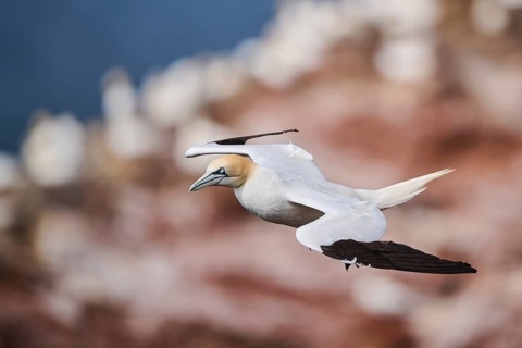 Northern gannet (Morus bassanus) flying over the cliffs, wildlife, Helgoland, Germany