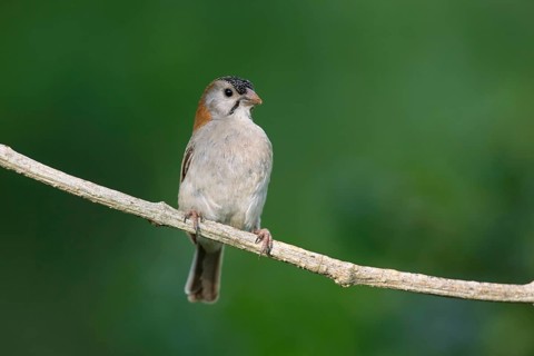 Schuppenkopfweber (Sporopipes frontalis) perched on a branch, Uganda