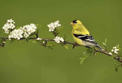 American Goldfinch (Spinus tristis) male, British Columbia, Canada