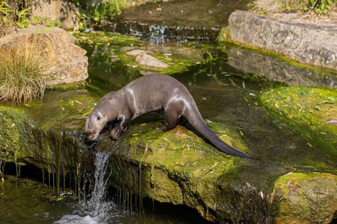 One giant otter or giant river otter (Pteronura brasiliensis) standing on a mossy rock in a creek