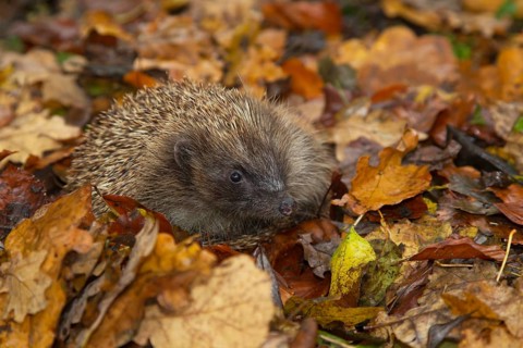 European hedgehog (Erinaceus europaeus) adult animal on fallen autumn leaves, England, United