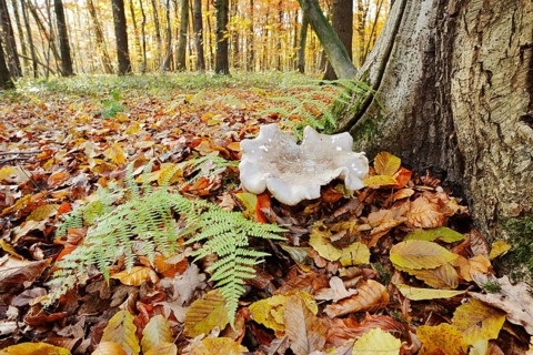 Clouded funnel fungus or grey cap (Clitocybe nebularis, Lepista nebularis) and fern in autumn,