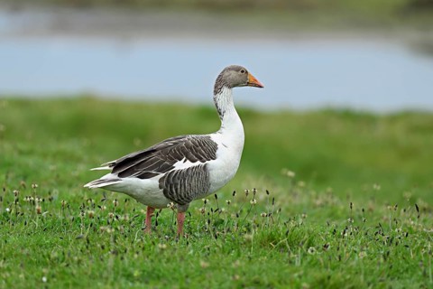 Greylag goose (Anser anser), standing on a meadow, Texel, West Frisian Island, province of North