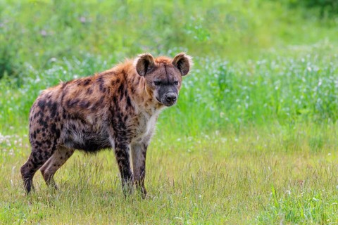 An adult female spotted hyena (Crocuta crocuta) stands in a green meadow. Southern part of Africa