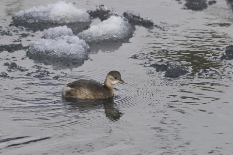 Little Grebe (Tachybaptus ruficollis), Saxony, Germany