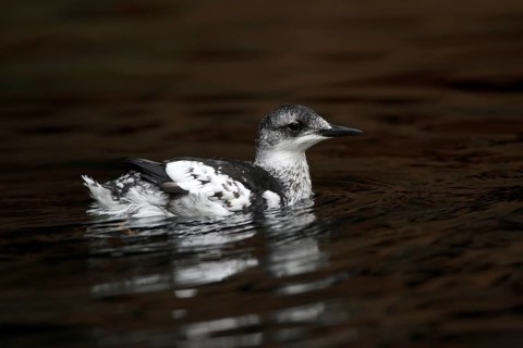 Black Guillemot (Cepphus grylle), Schleswig-Holstein, Germany