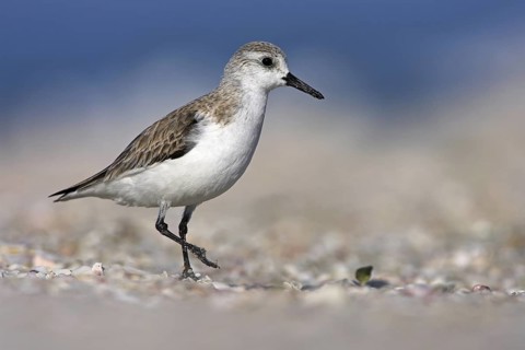 Sanderling (Calidris alba), Florida, USA
