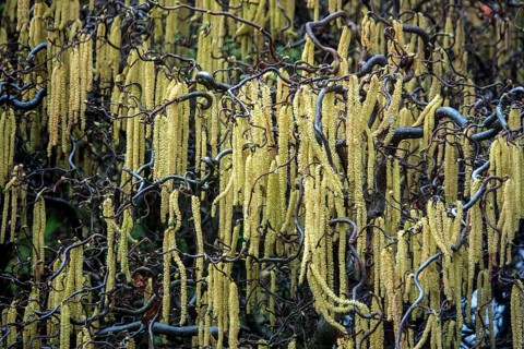 Hazelnut, corkscrew hazel (Corylus avellana contorta), flowering, Baden-Württemberg, Germany