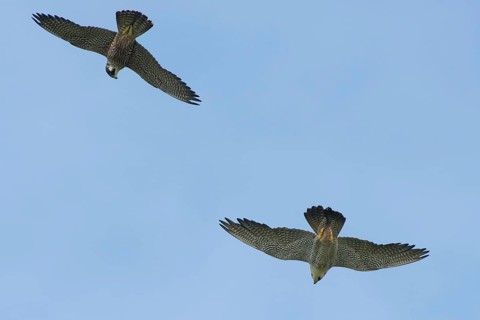 Peregrine Falcon (Falco peregrinus) adult and juvenile flying, Schleswig-Holstein, Germany