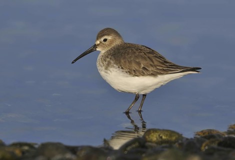 Dunlin (Calidris alpina), British Columbia, Canada