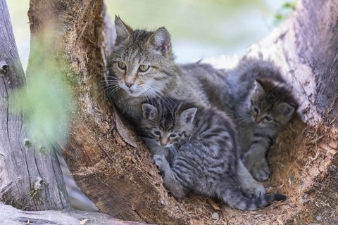 One female European wildcat, Felis silvestris silvestris, resting in a hollow tree with two kitten