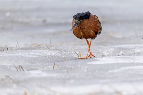 Ruff (Philomachus pugnax), foraging on ice, Varanger, Norway