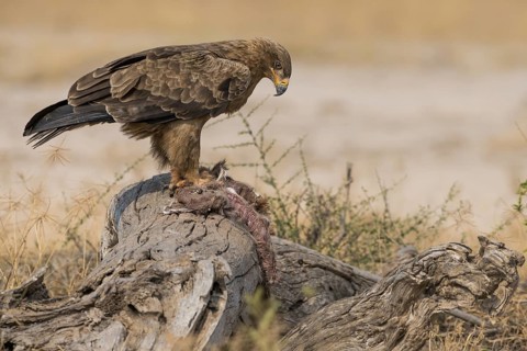 Tawny Eagle (Aquila rapax) feeding on carrion, Kenya