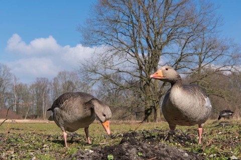 Greylag Goose (Anser anser), Lower Saxony, Germany