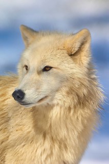 Arctic wolf (Canis lupus arctos), white wolf in profile against a wintry background, Germany