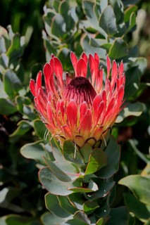 King Protea (Protea cynaroides), flower, flowering, flower, in spring, Kirstenbosch Botanical