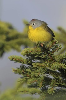 Nashville Warbler (Leiothlypis ruficapilla), West Virginia, USA