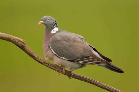Common Wood Pigeon (Columba palumbus) perched on a branch, Serbia
