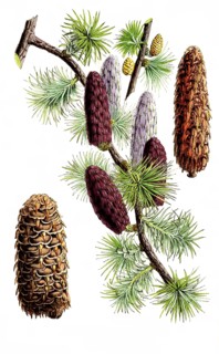 Larix griffithii, Sikkim larch is a coniferous tree of the larch genus, plant and flower, digitally
