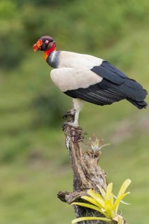 King Vulture (Sarcoramphus papa) perched on a branch in Costa Rica
