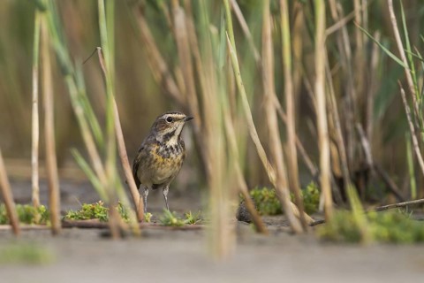 Bluethroat - Blaukehlchen - Cyanecula svecica ssp. cyanecula, Germany, adult