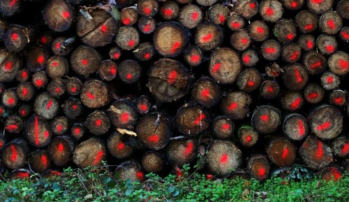 Logging, logs in the forest, trees, stacked, marked, Swabian Forest, Baden-Württemberg, Germany