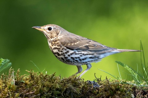 Song Thrush (Turdus philomelos) perched on ground, Carpathian Mountains, Romania