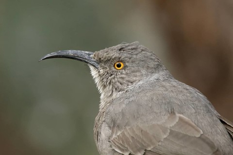 Curve-billed Thrasher (Toxostoma curvirostre), Arizona, USA