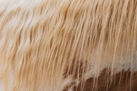 A close-up image of a golden horse's mane showcases the flowing, silky texture of its strands. The