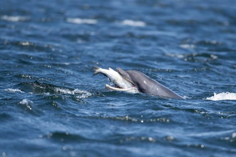 Common bottlenose dolphin (Tursiops truncatus) adult marine mammal eating a salmon fish on the