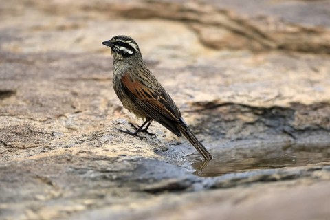 Cape Bunting (Emberiza capensis), adult, at the water's edge, Mountain Zebra National Park, Eastern