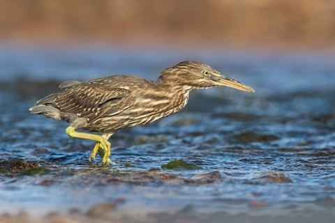 Striated Heron (Butorides striata) juvenile hunting, Eilat, Israel