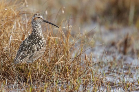 Stilt Sandpiper (Calidris himantopus) on the tundra near Churchill, Manitoba, Canada
