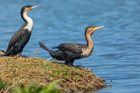White-breasted Cormorant, (Phalacrocorax lucidu), two cormorants, on perch, foraging, biotope,