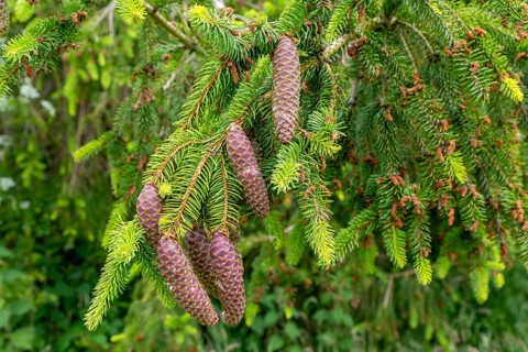 Close-up of Norway spruce tree, Picea abies, leaves and cones, Sutton, Suffolk, England, UK