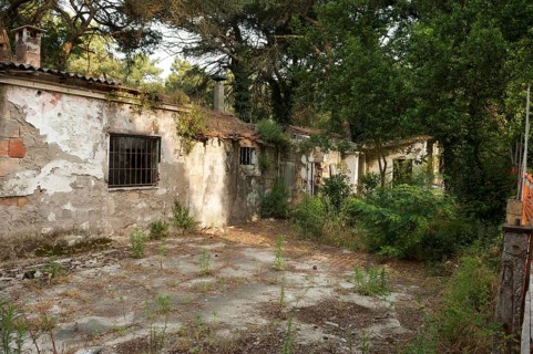 Ruined house in a pine forest near Ravenna, Italy