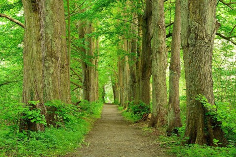 Hiking trail through an old lime tree avenue on the Schaalsee, Schaalsee Biosphere Reserve,