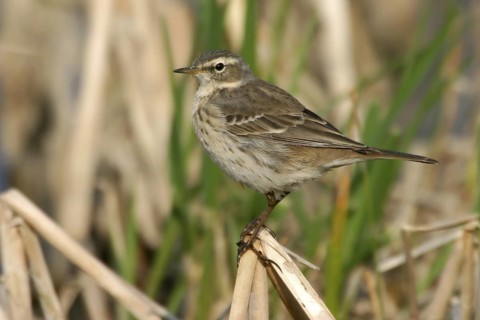Water Pipit (Anthus spinoletta), Oman