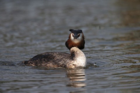 Great crested grebe (Podiceps cristatus) adult bird on a river, Norfolk, England, United Kingdom