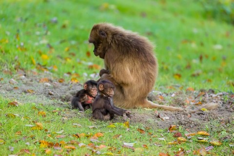 One female Gelada (Theropithecus gelada), or bleeding-heart monkey takes care of two babies