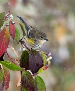 A Myrtle race Yellow-rumped Warbler, Setophaga coronata, perched on a berry bush in winter in