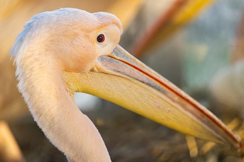 Great white pelican (Pelecanus onocrotalus), Bavaria, Germany