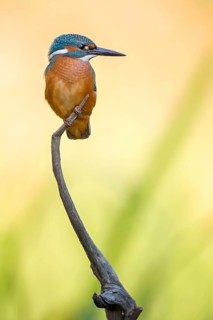 Common Kingfisher (Alcedo atthis) juvenile male, Saxony-Anhalt, Germany