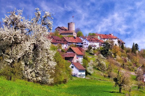 View of Regensberg village with blooming fruit trees, Canton of Zurich, Switzerland