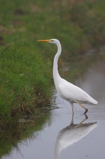 Great Egret (Ardea alba), Netherlands