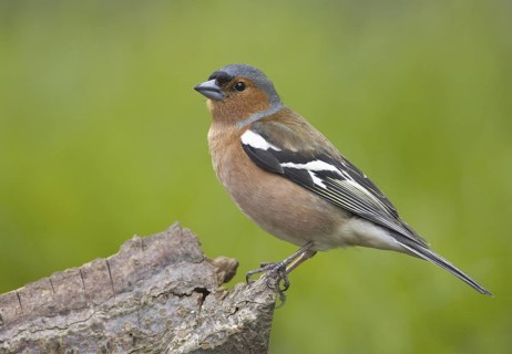 Common Chaffinch (Fringilla coelebs) male, Mecklenburg-Western Pomerania, Germany