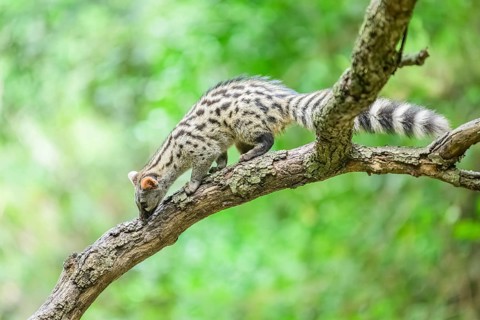 Common genet (Genetta genetta), climbing on a tree wildlife in a forest, Montseny National Park,