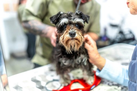 Miniature schnauzer dog standing on a grooming table while two groomers are gently handling and