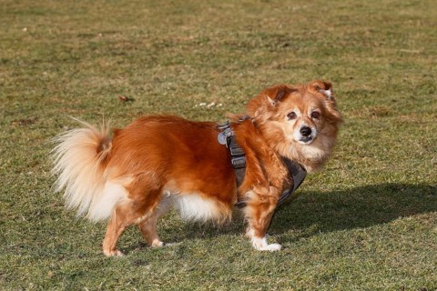 Chihuahua Spitz mixed-breed (Canis lupus familiaris), standing sideways on the meadow and looking
