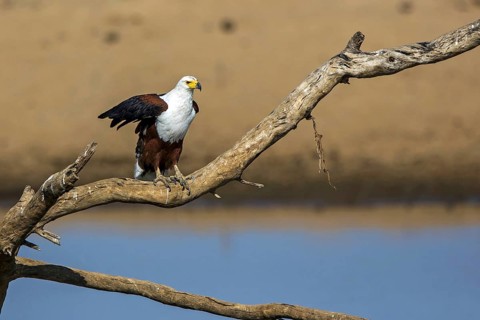 Black eagle (Haliaeetus vocifer), Zambia
